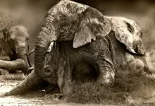 nature animals monochrome elephants 1280x960 wallpaper Art HD Wallpaper